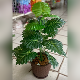 Planta com Vaso 85cm